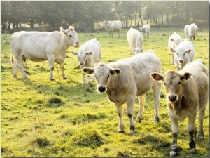 Cows in a Pasture