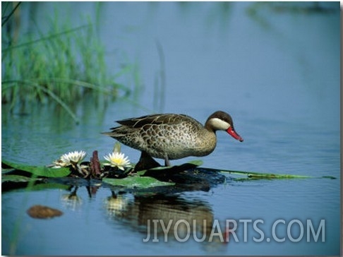 A Red Billed Teal, Also Called Red Billed Pintail, Forages in a Pool