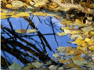 Autumn Leaves Float in a Pool of Water