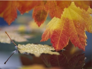 Close up of Autumn Vine Maple Leaves Reflecting in Pool of Water, Bellingham, Washington, USA