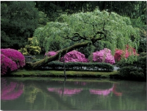 Reflecting pool and Rhododendrons in Japanese Garden, Seattle, Washington, USA