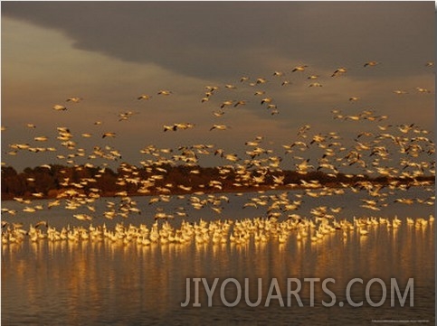 Snow Geese on Swans Cove Pool at Sunset