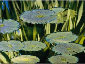 Water Lily Pads on the Surface of a Chicago Botanic Garden Pool