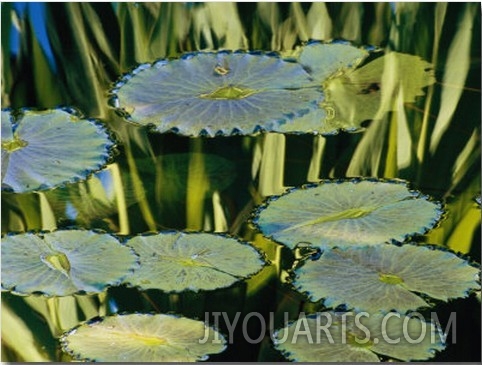 Water Lily Pads on the Surface of a Chicago Botanic Garden Pool