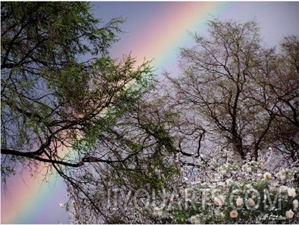 Spring Rainbow