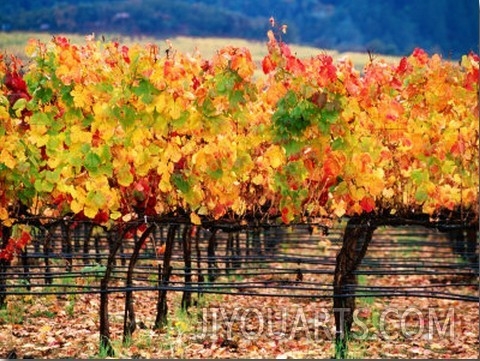 Autumn Colours in a Vineyard, Napa Valley, United States of America