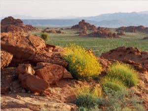 Brittlebush and Sandstone, Valley of Fire State Park, Nevada, USA