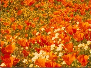 Poppies and Cream Cups, Antelope Valley, California, USA