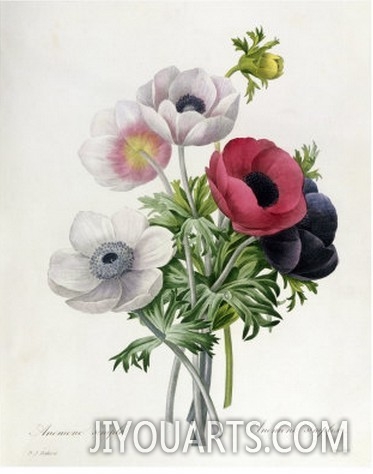 Anemone Simple, from  Les Choix Des Plus Belles Fleurs