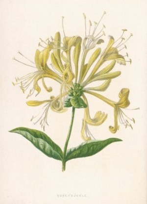 Honeysuckle