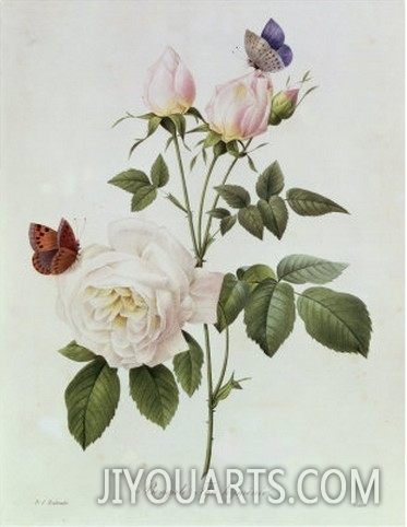 Rosa Bengale the Hymenes