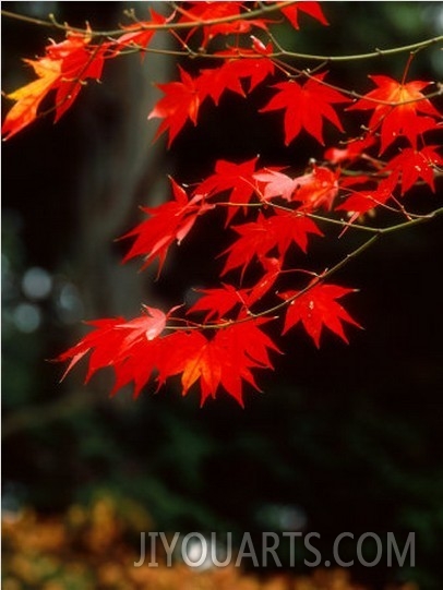 Maple Leaves