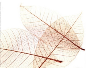 Sheer Leaves III