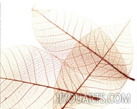 Sheer Leaves III