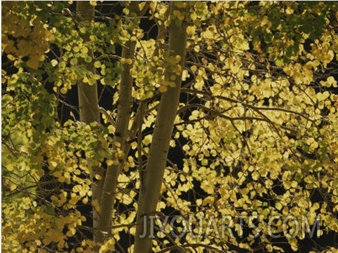 Sunlight on Aspen Leaves, Targhee National Forest, Palisades, Idaho