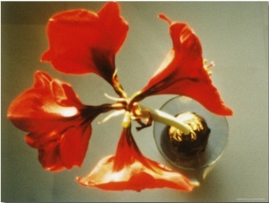 A Close View Looking Down on a Four Blossomed Plant