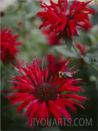 Bee Balm Plants, Whose Flowers Draw Hummingbirds and Bees