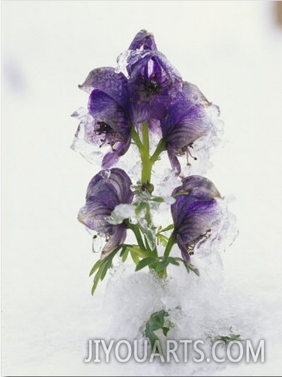 Blue Monkshood Flowers in Ice, Berchtesgaden National Park, Germany