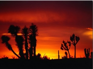 Century Plant and Common Cactus Silhouetted at Sunset Near Guerrero Negro, Guerrero Negro, Mexico