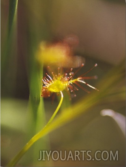 Delicate Yellow Gold and Lime Green Carnivorous Sundew Plant, Yellingbo Nature Reserve, Australia