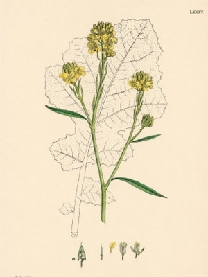 Illustration of Black Mustard Plant from Sowerby