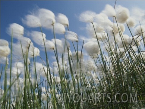 Plant Pods Blowing in the Wind, Yukon Territory