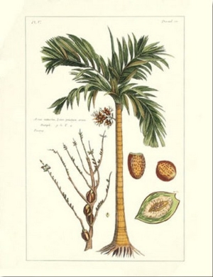 Exotic Palm V