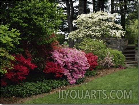 Azaleas, New Jersey State Botanical Garden, New Jersey, USA