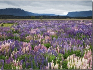 Blooming Lupine Near Town of Teanua, South Island, New Zealand