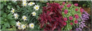 Close Up of Flowers, Adirondack Mountains, New York, USA