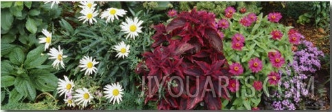 Close Up of Flowers, Adirondack Mountains, New York, USA