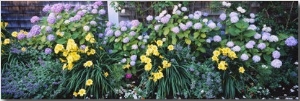 Close Up of Flowers, Nantucket, Massachusetts, New England, USA