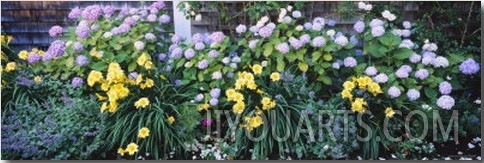 Close Up of Flowers, Nantucket, Massachusetts, New England, USA