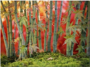 Cluster of Bonsai Japanese Maple Trees, New York