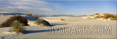 Desert Plants in White Sands National Monument, New Mexico, USA