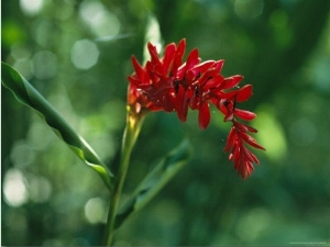 Gracefully Arching Wildflower in a New Guinea Woodlannd