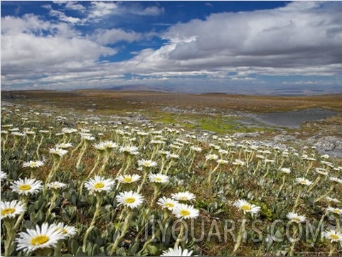 Mountain Daisies, Old Woman Conservation Area, Central Otago, South Island, New Zealand