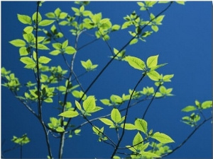 New Spring Foliage Leafing out on a Tree Branch