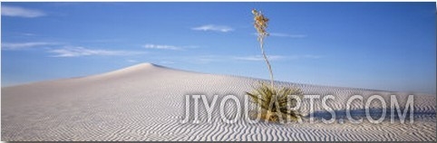 Soaptree Yucca, White Sands National Monument, New Mexico, USA