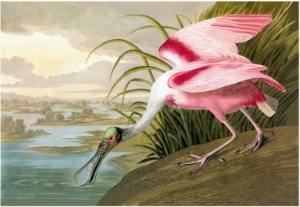 Roseate Spoonbill