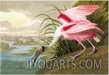 Roseate Spoonbill