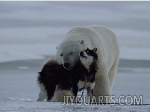 A Polar Bear (Ursus Maritimus) and a Husky Cuddle up to Each Other in the Snow