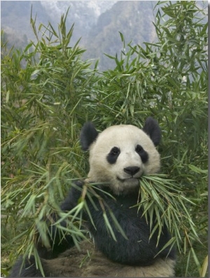 China, Sichuan Province, Wolong, Giant Panda Eating Bamboo1