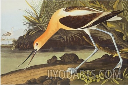 American Avocet