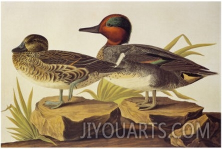 American Green Winged Teal