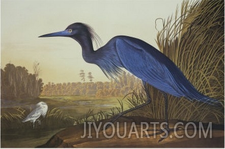 Blue Crane or Heron