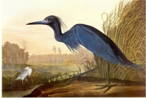 Little Blue Heron