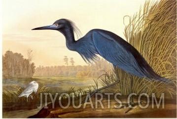 Little Blue Heron