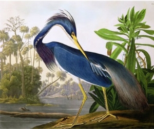 Louisiana Heron from  Birds of America