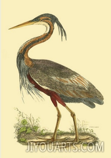 Purple Heron